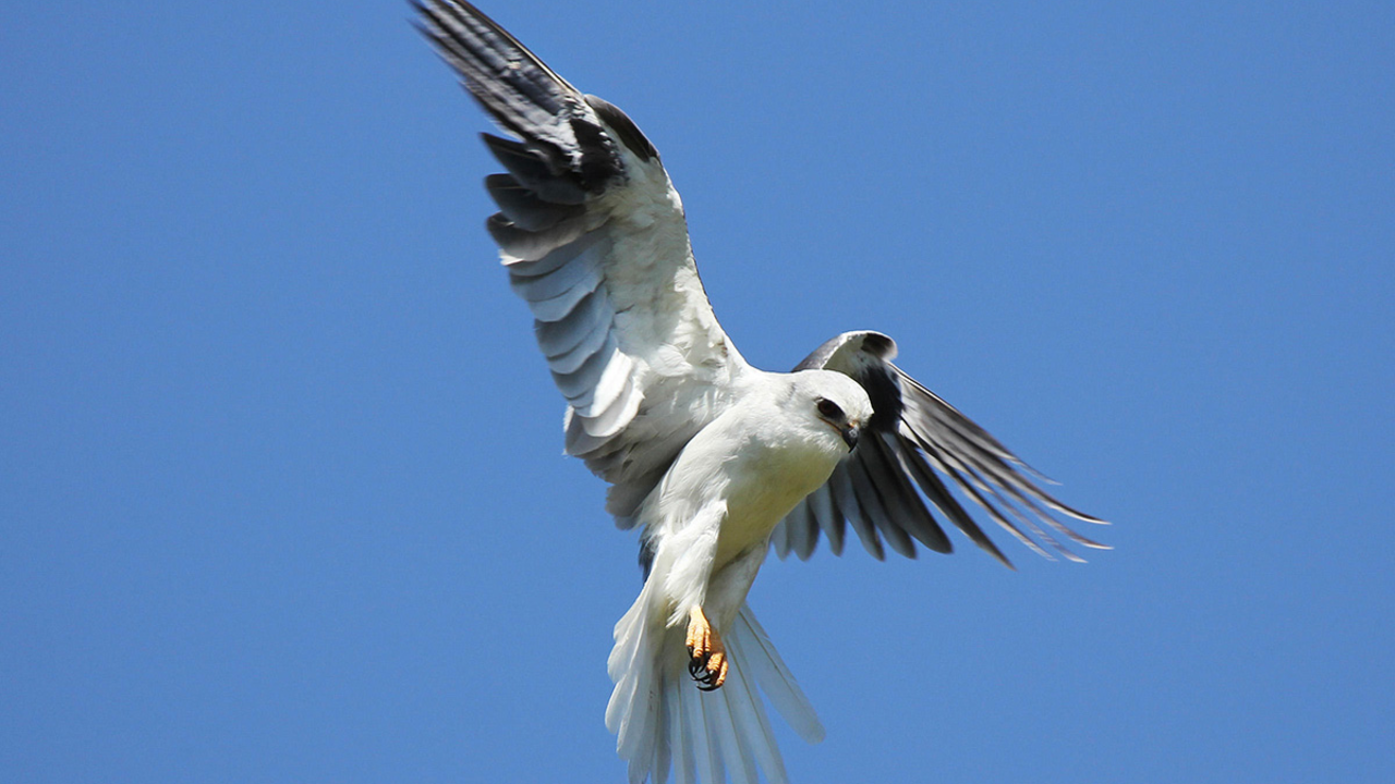 A White-Tailed Kite in flight. A White-Tailed Kite in flight.