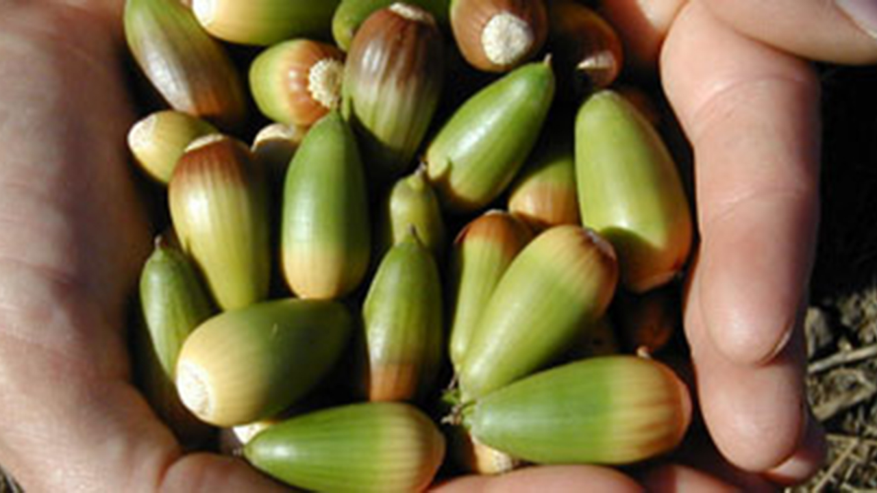 Acorns