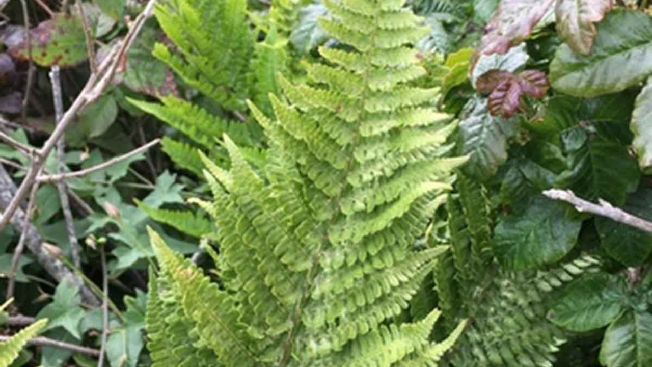 Polypodium californicum, or California polypody.
