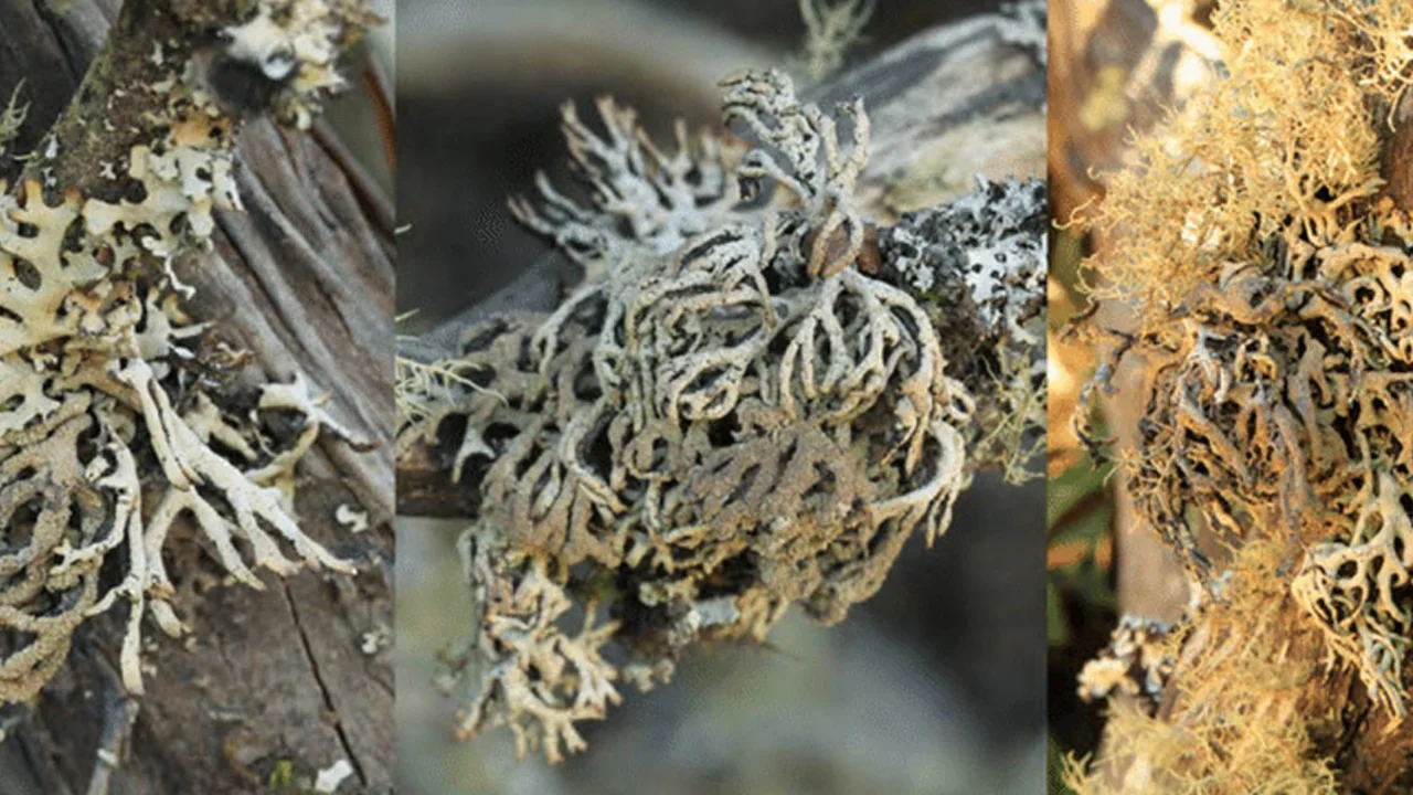 Hypogymnia schizidiata lichen.