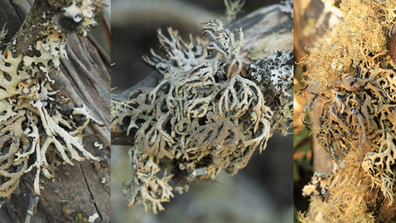 Hypogymnia schizidiata lichen. Hypogymnia schizidiata lichen.