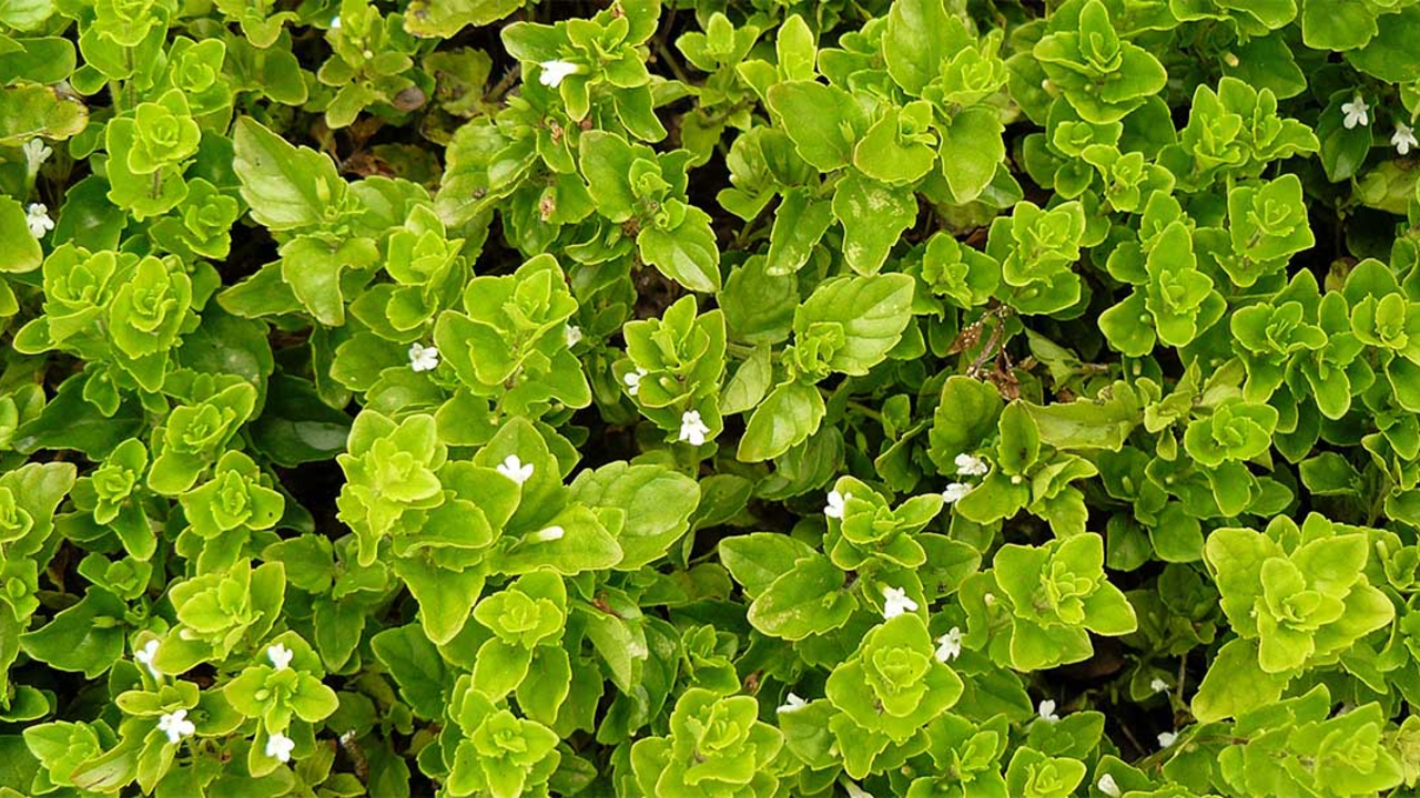 Yerba buena (Clinopodium douglasii) plants. Yerba buena (Clinopodium douglasii) plants.