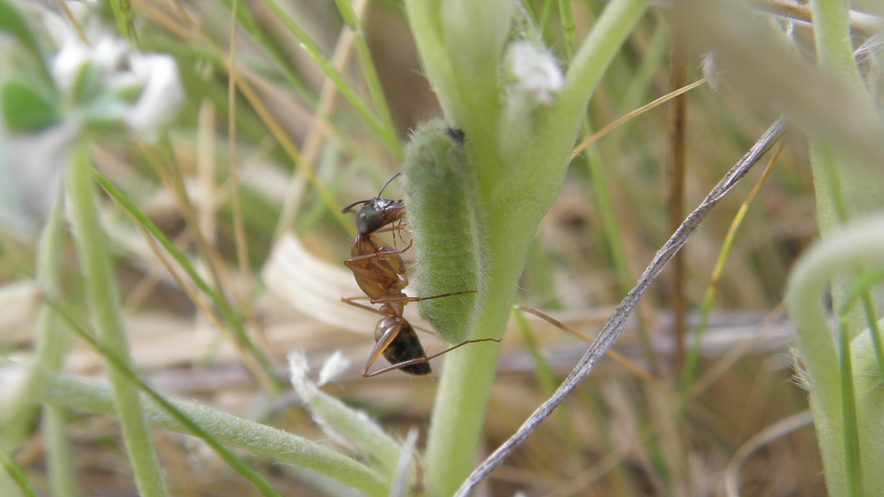 Formicine ant tending a Mission blue butterfly caterpillar. Close up between grass blades, showing a brown ant hovering over a fuzzy green caterpillar.