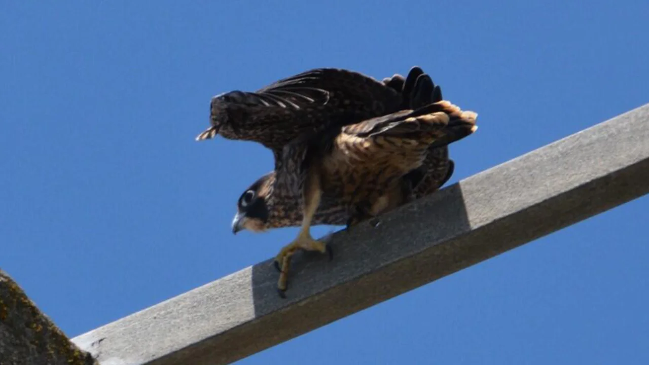 Expert Peregrine Falcon viewing tips from Alcatraz Biologist Lidia