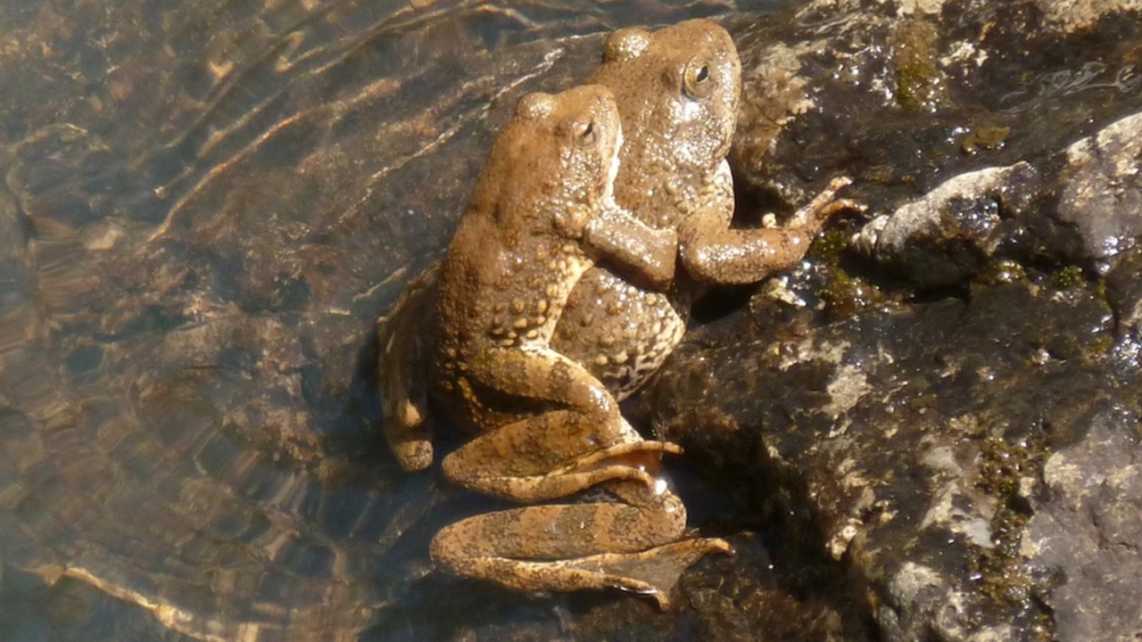 great side shot of amplexus_2x1.jpg great side shot of amplexus_2x1.jpg