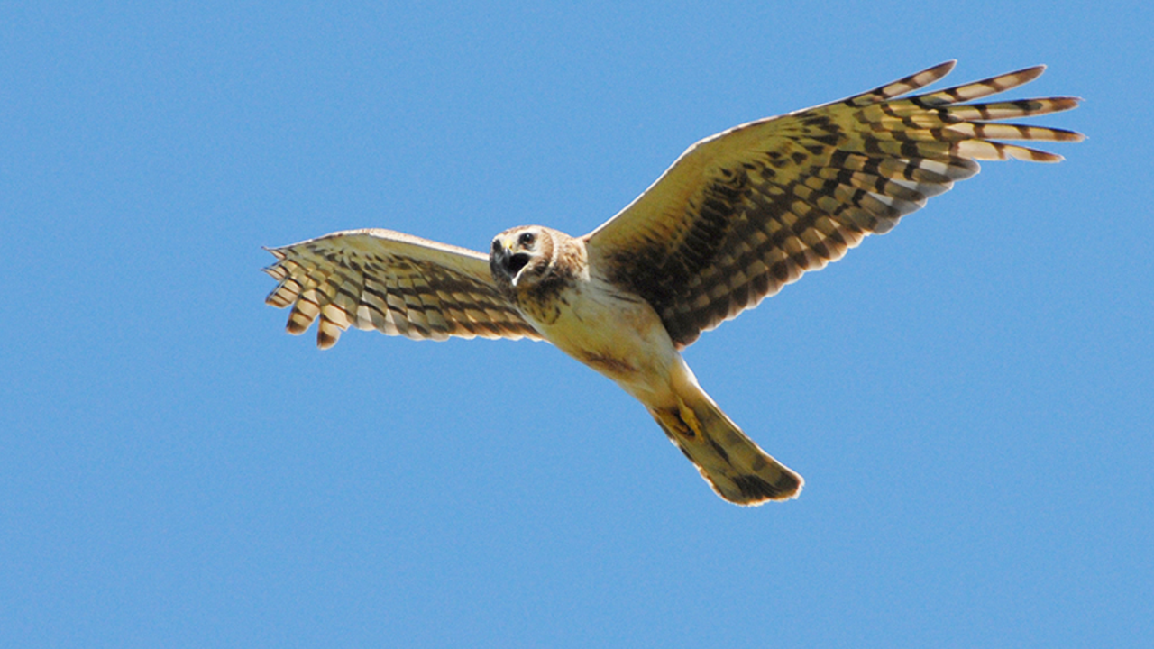 Northern Harrier