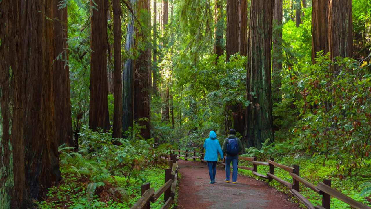 Two people walking among large redwood trees in Muir Woods.