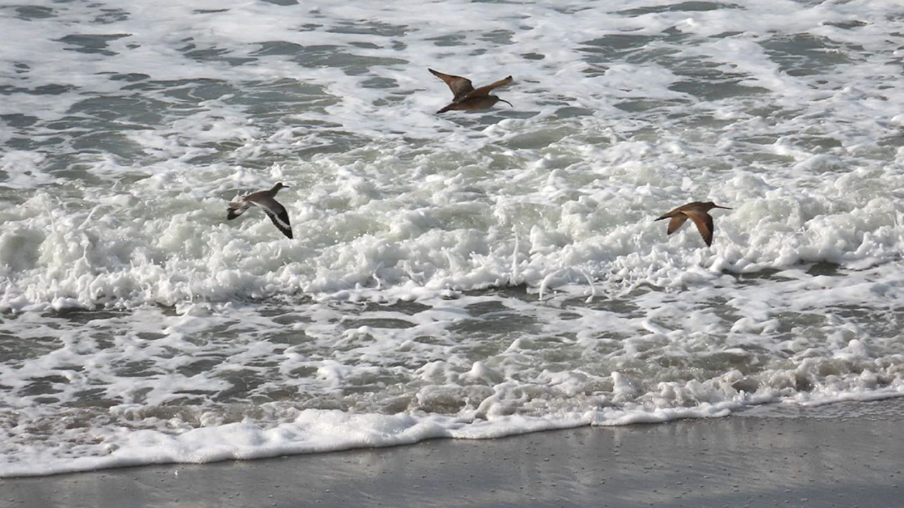 Shorebirds observed during perigean spring tide in January 2024