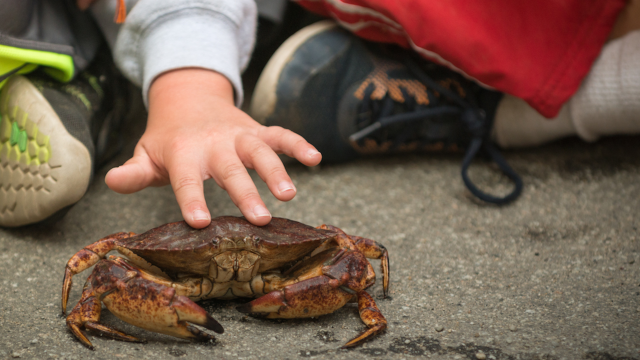 Dungeness crab 