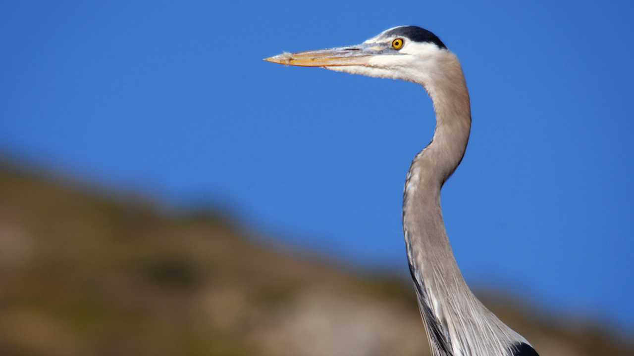Great blue heron