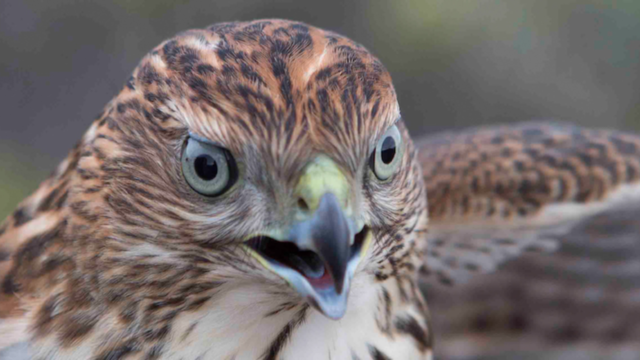 Golden Gate Raptor Observatory