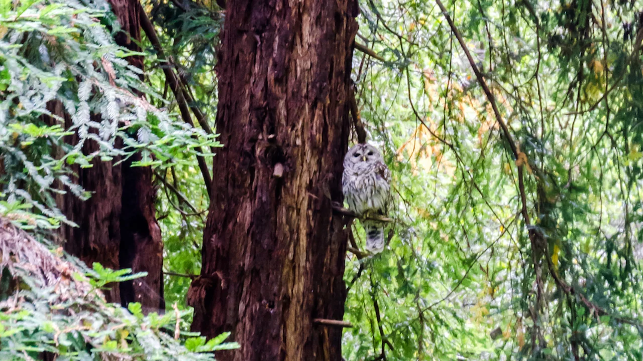 Barred owl in Muir Woods National Monument