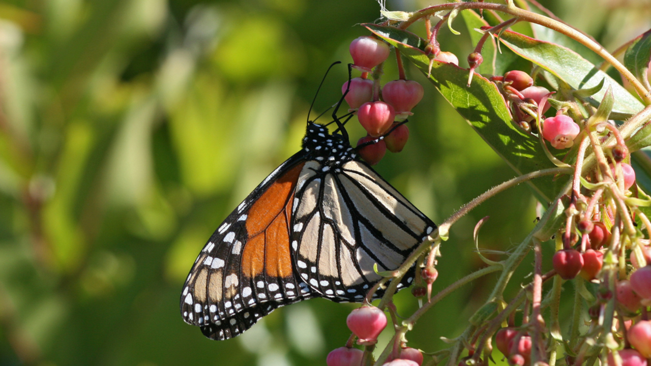 monarch on leaf