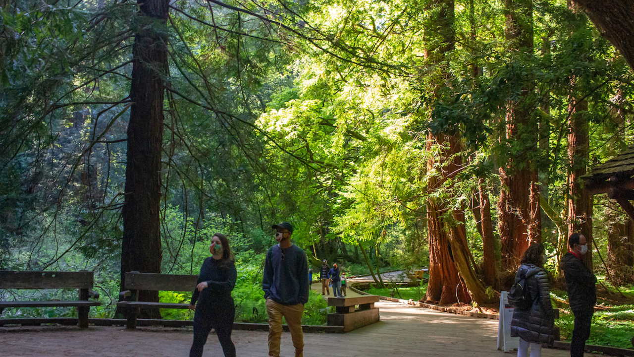 Masked visitors walking through Muir Woods.