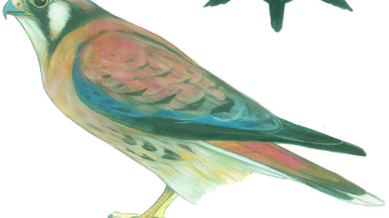Illustration of an American Kestrel by Grey Arena.
