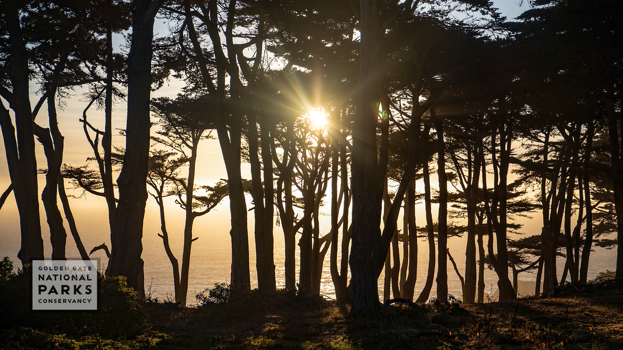 Sun setting in cypress trees over Land's end