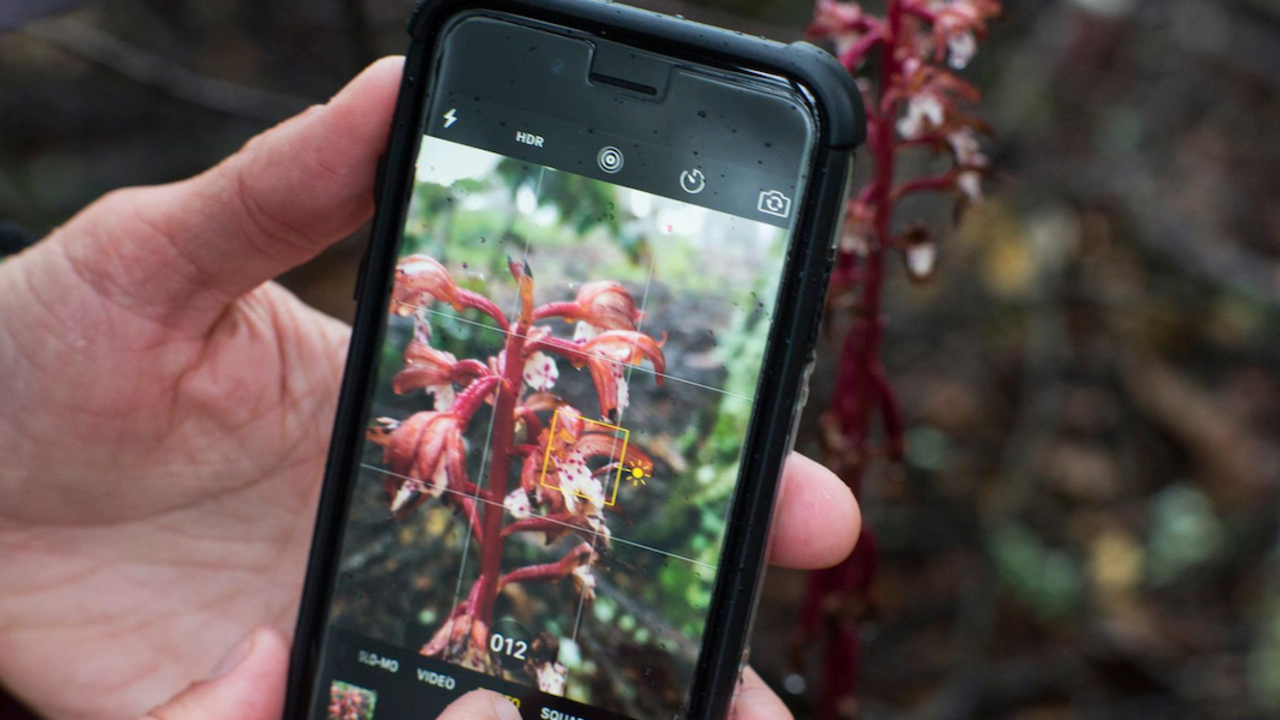 Hands taking picture of a plant using an iPhone
