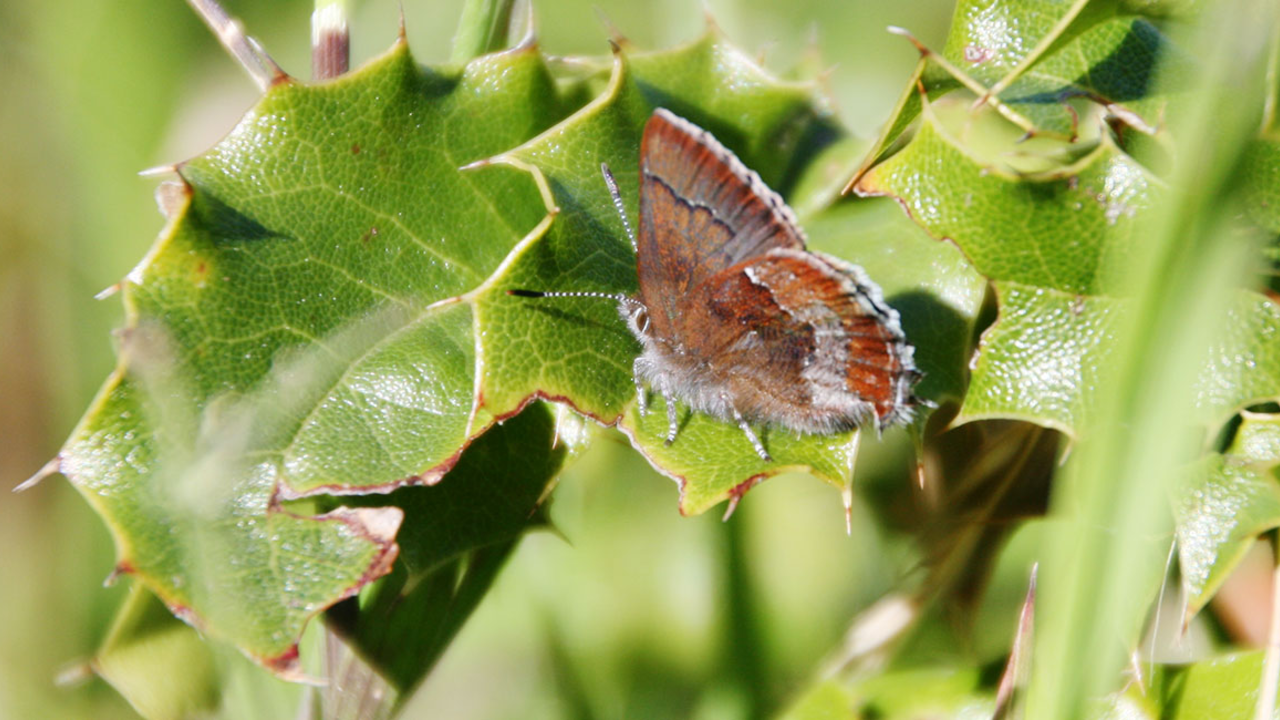 Small reddish-brown butterfly resting on a leaf