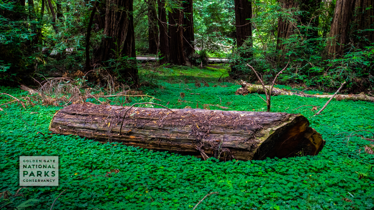 Fallen log on a lush green forest ground