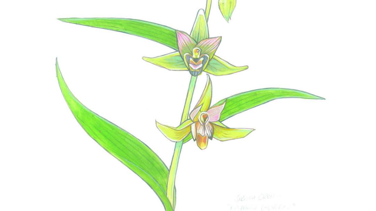 Illustration of a serpent orchid by Grey Arena.