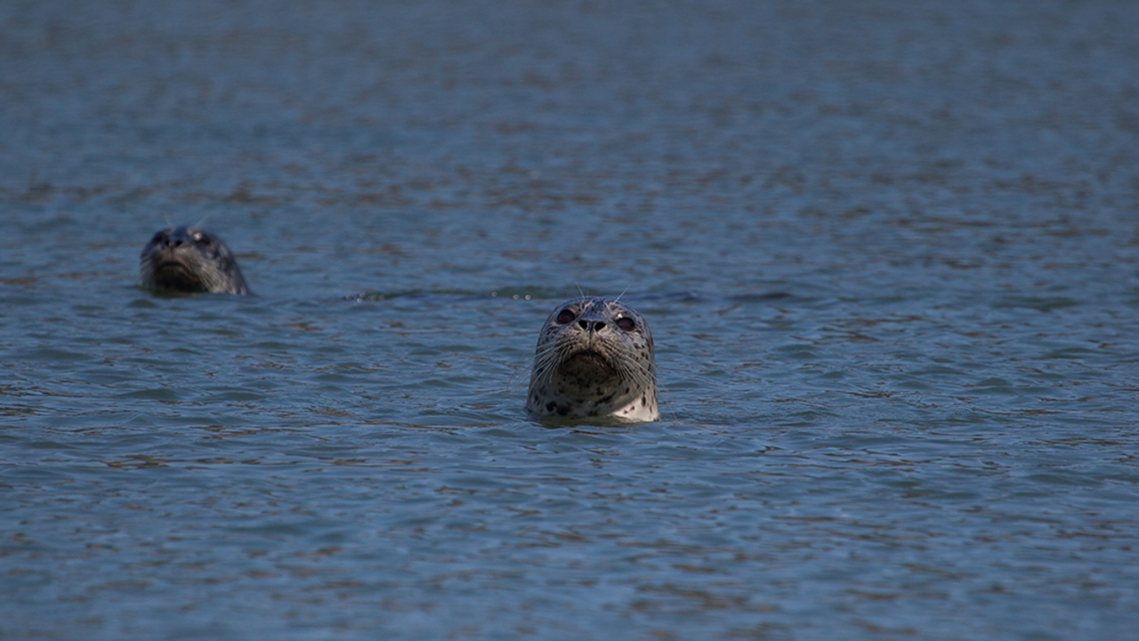 Seals in Bolinas Lagoon Seals in Bolinas Lagoon