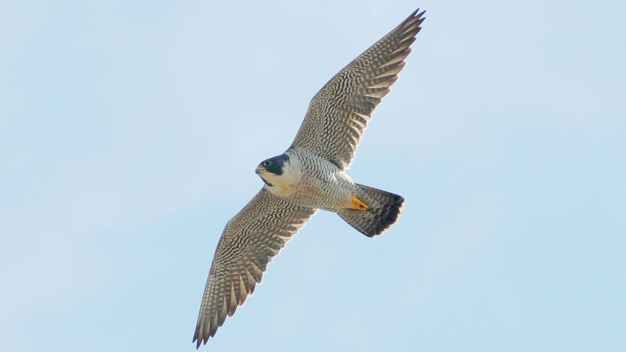 Peregrine Falcon