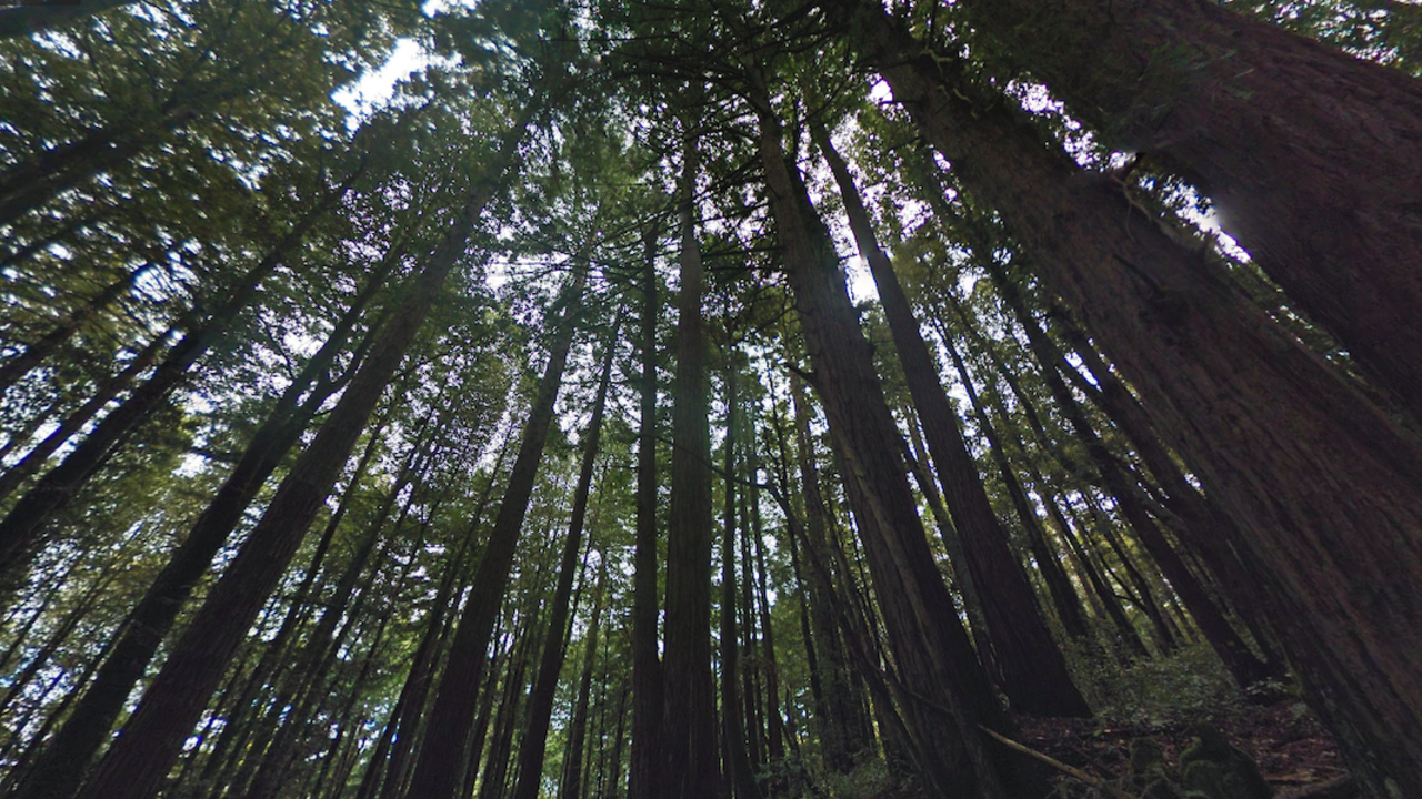 Screenshot of redwoods along the Lonely Trail in Phleger Estate.