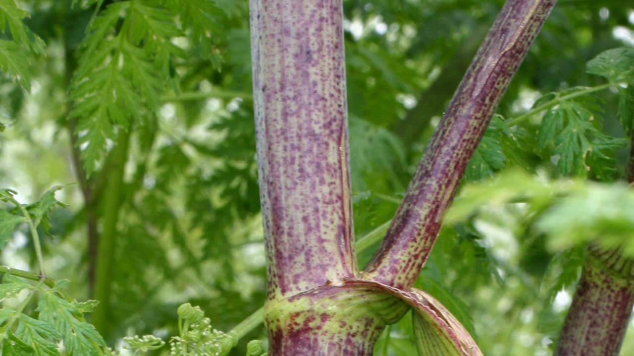 poisonhemlock_EricCoombs_2x1.jpg Poison hemlock