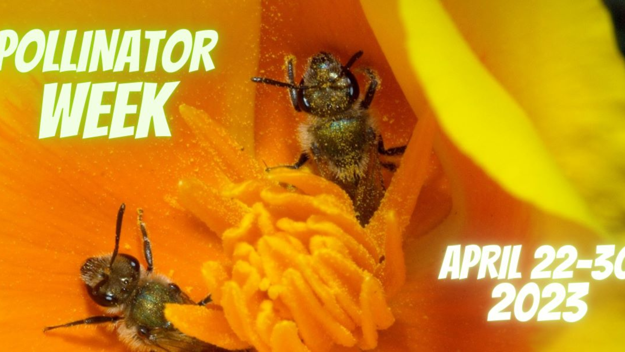Bees pollinate a California poppy. Bees pollinate a California poppy.