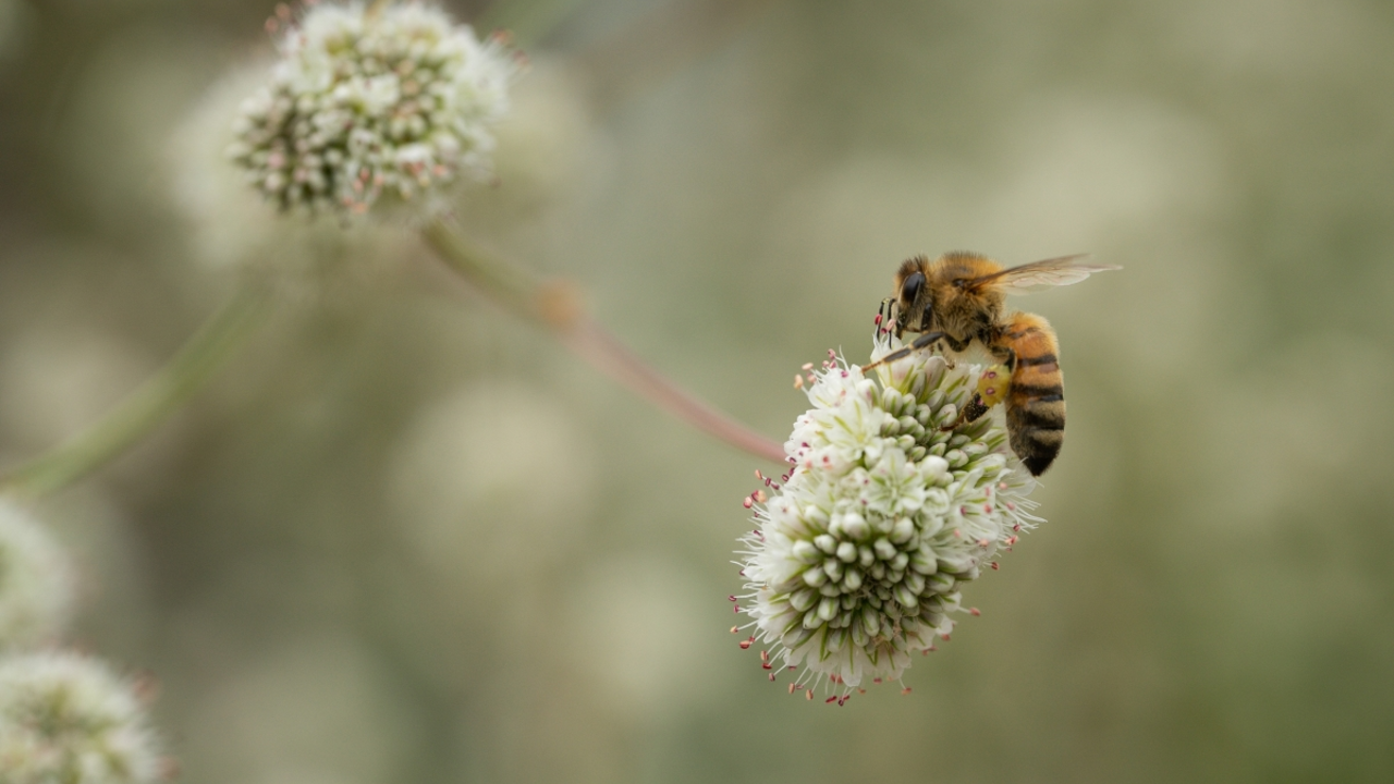 A bee gathers pollen from a flower
