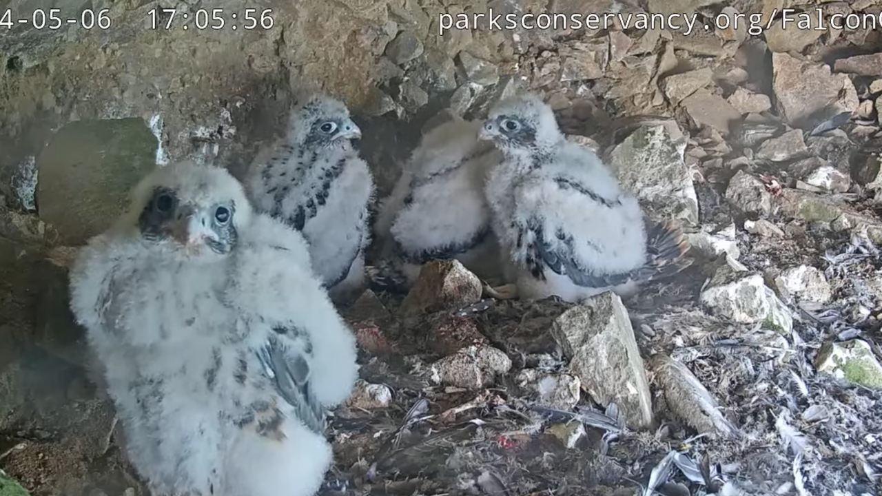 a screenshot of the Peregrine falcon chicks on Alcatraz Island