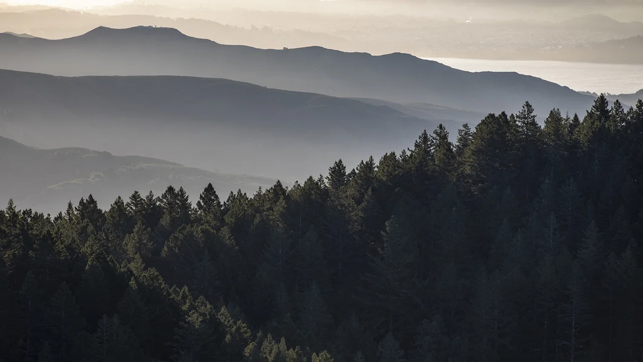 A foggy photo of the forests of Mt. Tam with the rising sunlight filtering in.