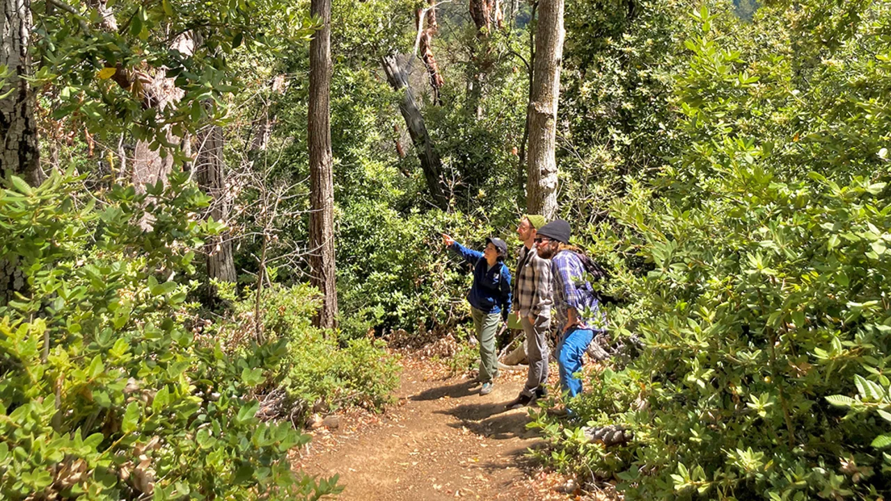 3 people on a path looking at trees in a forest.