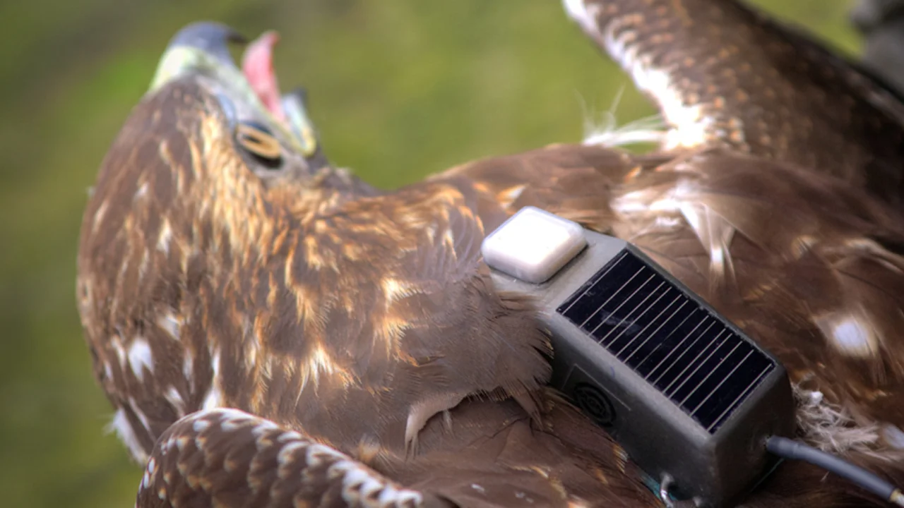 Red-tailed Hawk with GSM transmitter