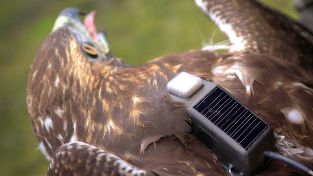 Augusta4_MasonCummings_2x1.jpg Red-tailed Hawk with GSM transmitter