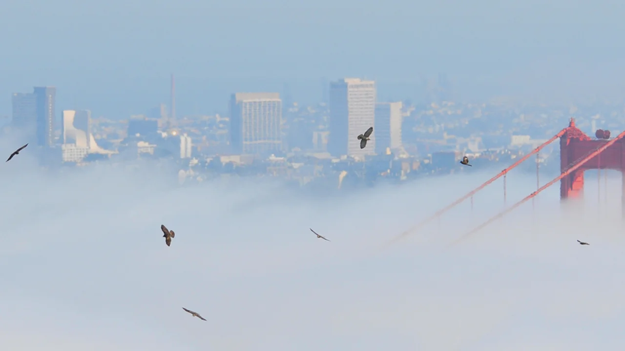 A "kettle" of raptors rises over the Golden Gate Bridge