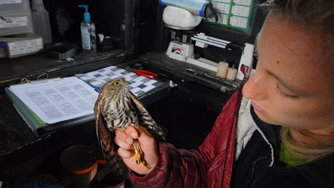 GGRO bander Ari La Porte examines a Sharp-shinned Hawk