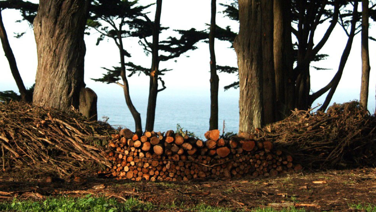 Brush Pile Sculpture