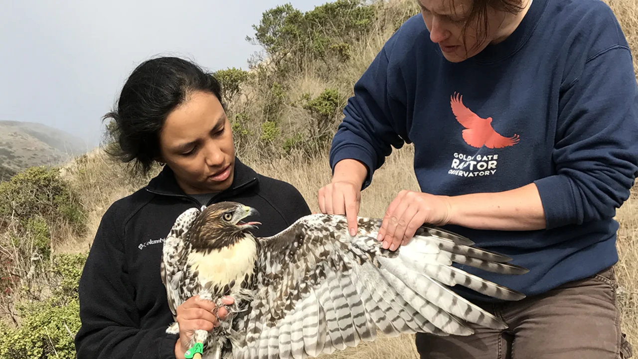 Intern Laura Echavez learning to hold a Red-tailed Hawk