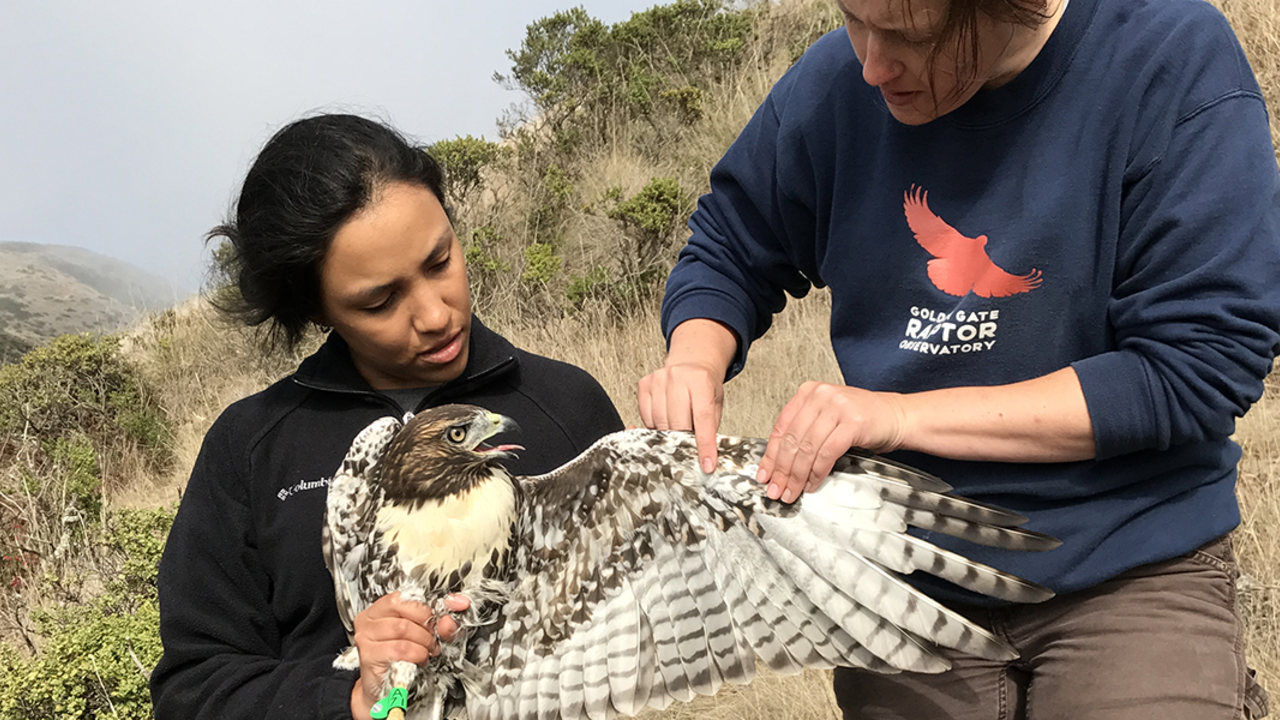 Intern Laura Echavez learning to hold a Red-tailed Hawk