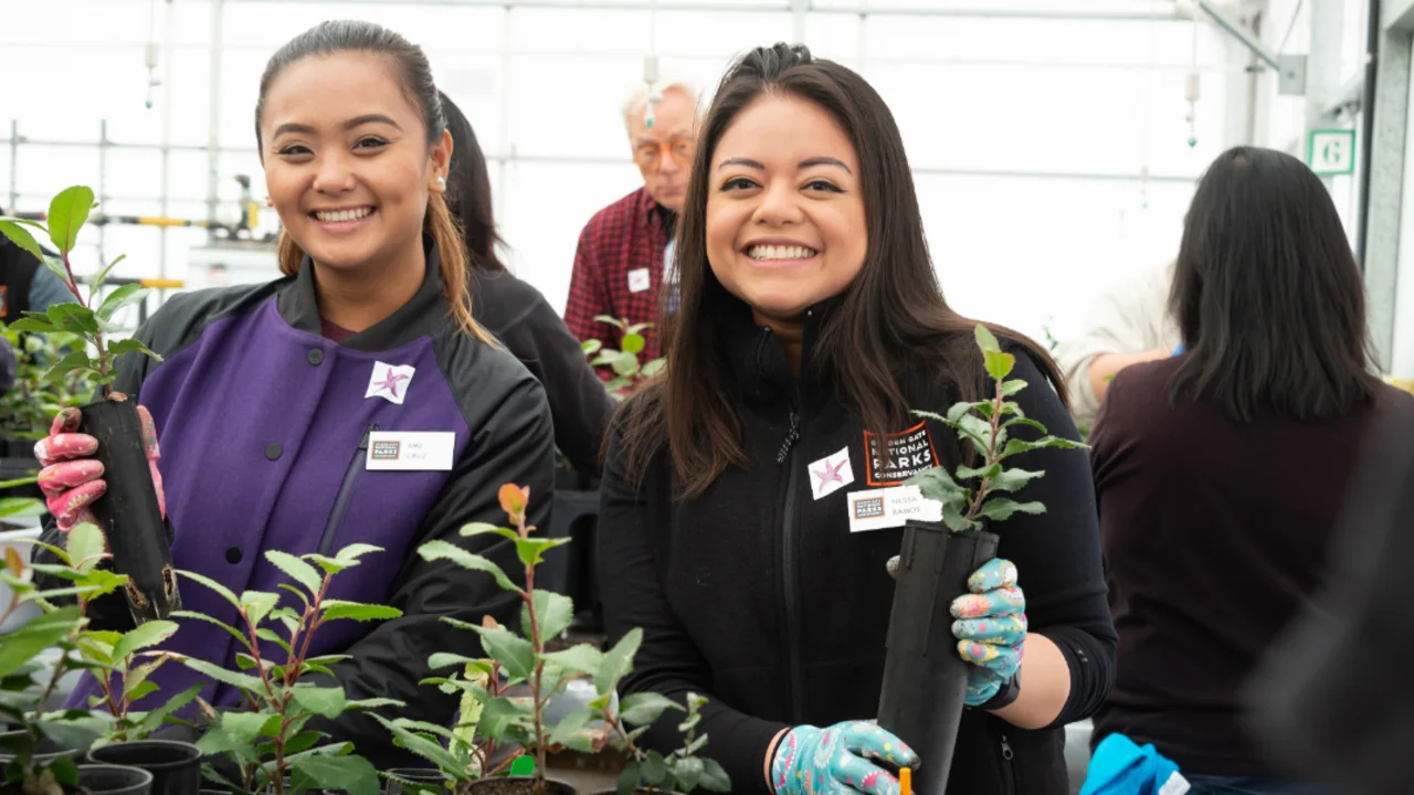Volunteers transplant toyon at the Presidio Nursery