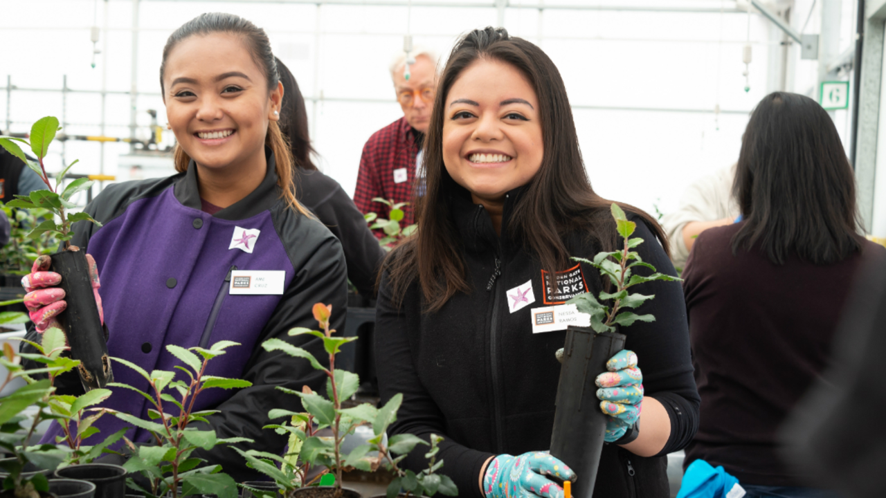 Volunteers transplant toyon at the Presidio Nursery