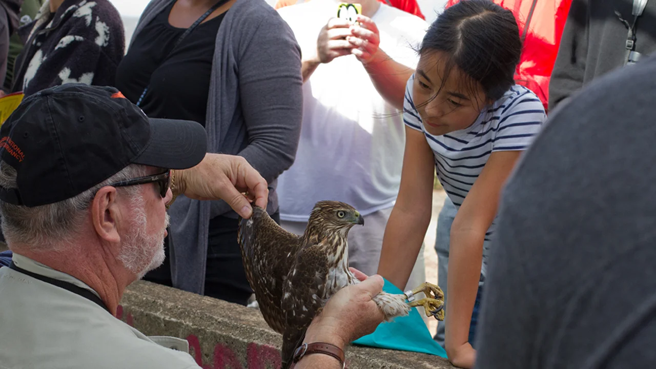 A juvenile Cooper's Hawk delights a young visitor