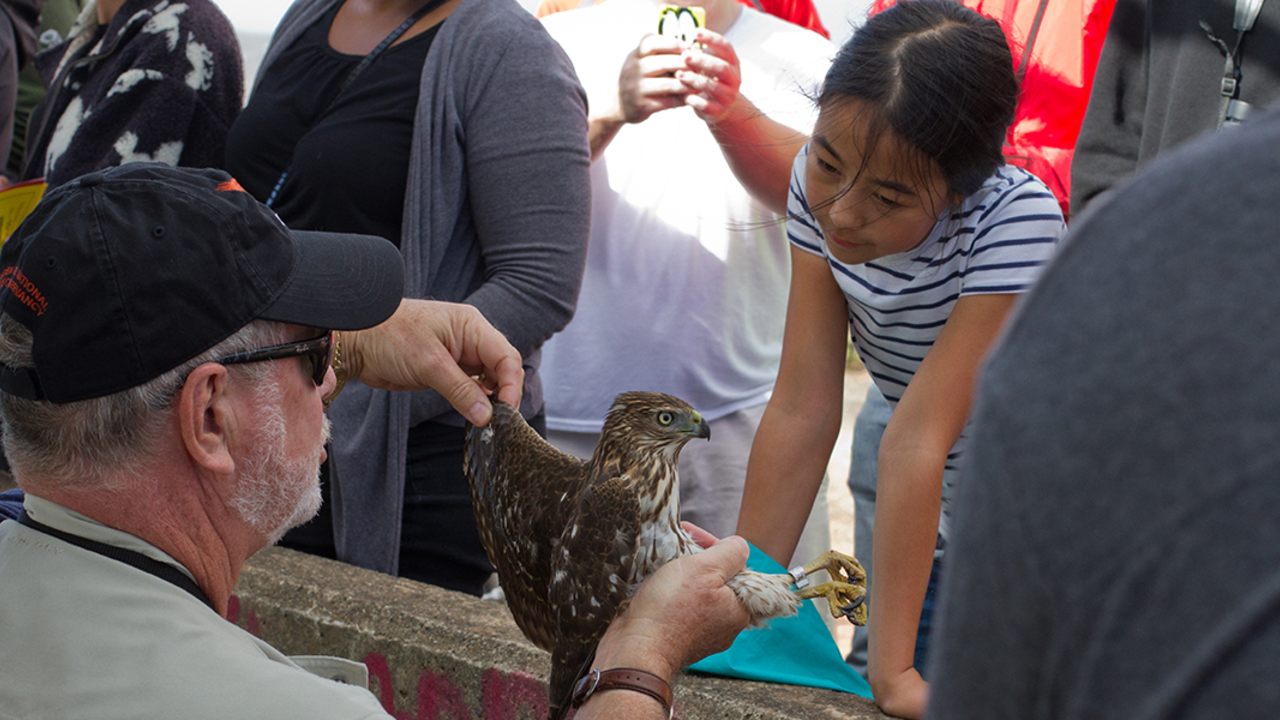 A juvenile Cooper's Hawk delights a young visitor