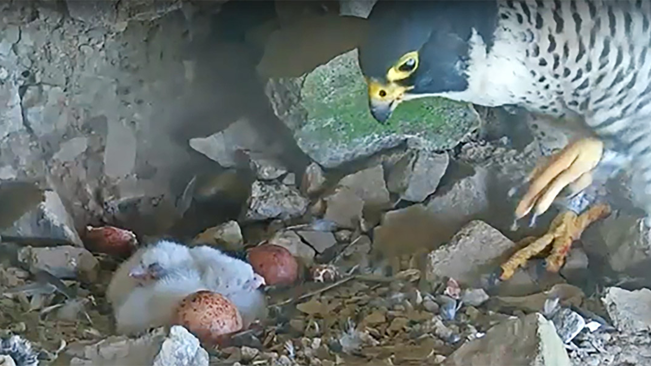 A peregrine falcon with its chicks in a rocky nest on Alcatraz Island in spring 2023. Black and yellow peregrine falcon with white fluffy chicks in rocky nest