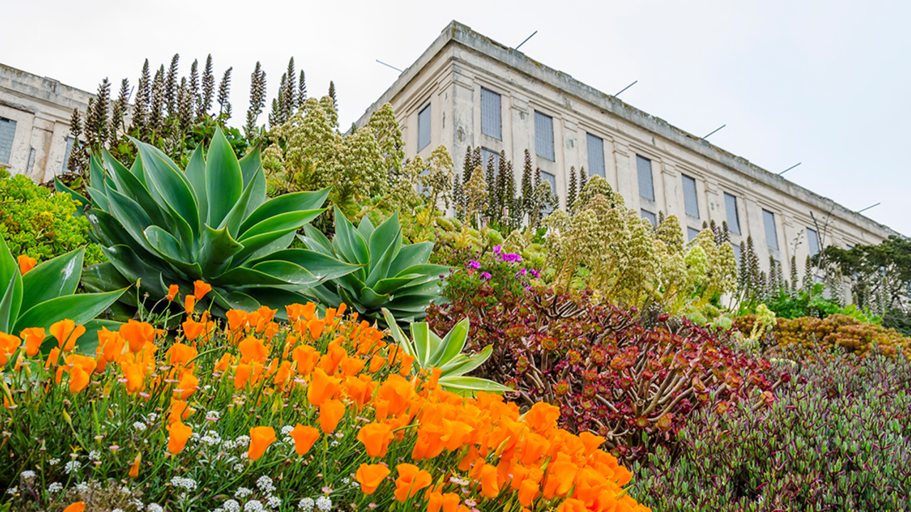Alcatraz Gardens Gardens at Alcatraz