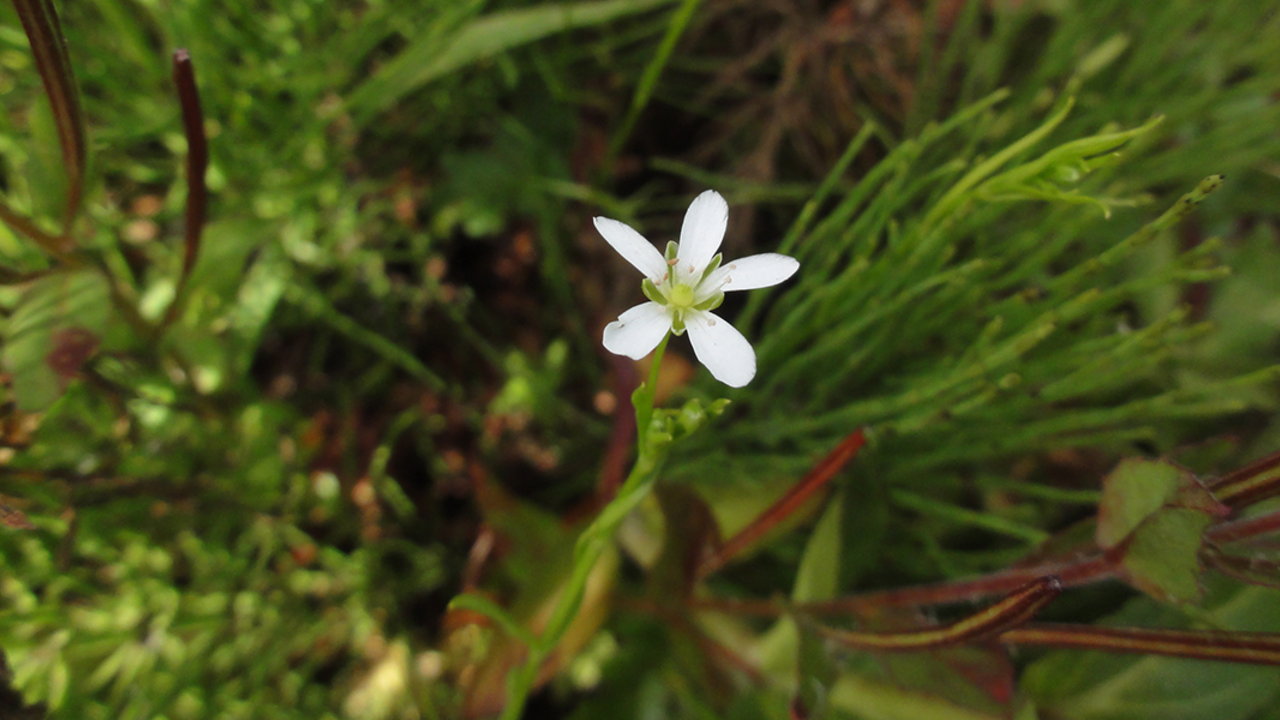 Marsh sandwort Marsh sandwort