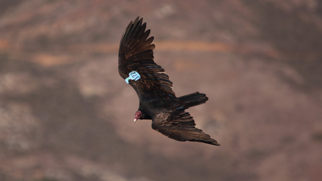 Turkey Vulture 
