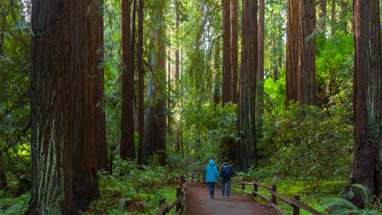 Muir Woods hikers Muir Woods hikers