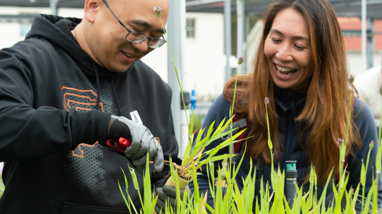 Volunteers prune plants at a native plant nursery